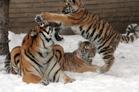 老虎, 母亲, 女性, 小熊, 雪, 冬天, 大猫