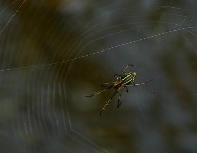 蜘蛛, web, 自然