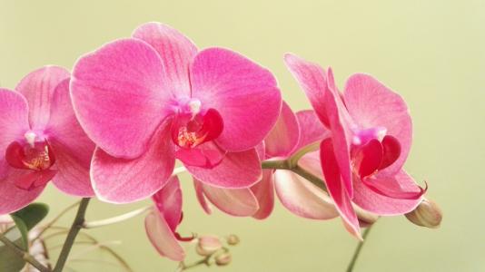 蝴蝶兰, 兰花, 兰花, 花, 植物, 室内盆栽植物, 粉色