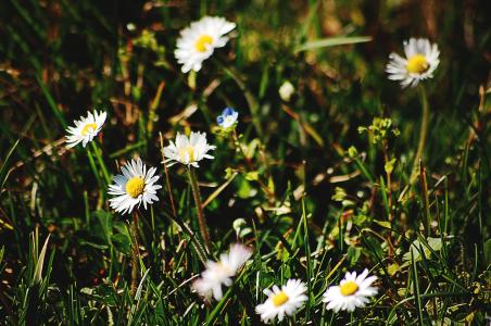 花, 花, 草甸, 夏季, 洋甘菊, 白色, 白色的花