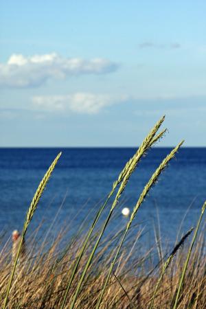 波罗地海, 海滩, 云彩, 蓝色, 天空, 海, 植物