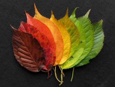 秋天的落叶, 秋天的树叶, 叶子, 秋天, 秋天, 颜色, 色彩缤纷