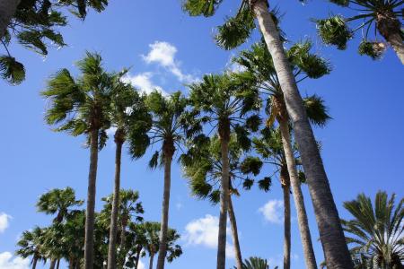 加那利群岛, 棕榈树, 天空