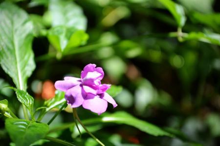 紫色的小花, 阳光下的花朵, 绽放, 开花, 花园, 斯里兰卡, 锡兰
