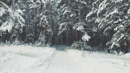 雪, 冬天, 白色, 感冒, 天气, 冰, 树木