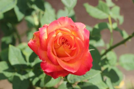 红黄玫瑰 alinka, 绽放, 植物, 春天, 浪漫, 花园