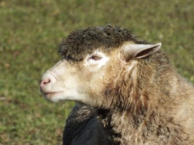 羊, 羊毛, 动物, 农业