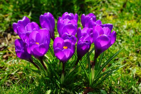 番红花, 花, 紫色, 关闭, 春天, bühen, 多彩