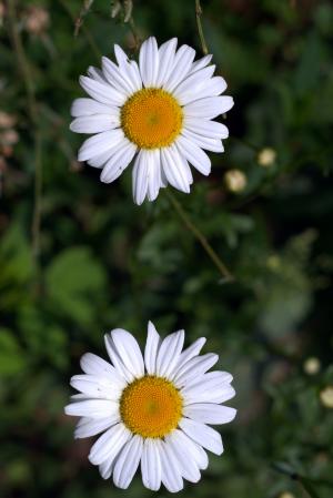 雏菊, 白色薄片, 花, 花园, 白色, 黄色, 雄蕊