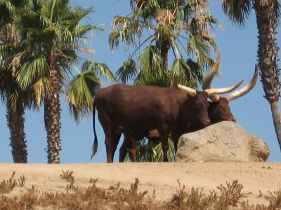 母牛, 引导, 牛, watusi, 非洲, 动物