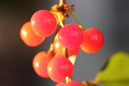 红樱桃, 水果, 新鲜, 健康, 多汁, 自然, 农业
