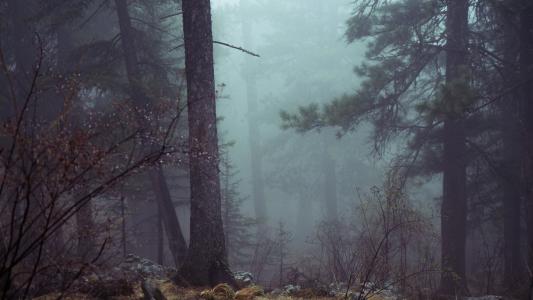 森林, 树木, 神秘, 薄雾, 大气, 可怕, 黑暗