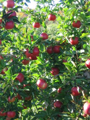 苹果, 分公司, 树上苹果, 水果, 红色, 作物, 秋天
