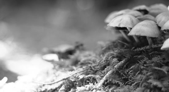 蘑菇, 自然, 生活, 松茸采摘, 森林, 秋天, 有毒