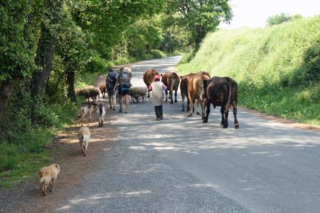 jakobsweg, 卡米诺, 西班牙, 轰鸣声, 母牛, 游客