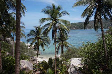 热带, 棕榈, 棕榈树的画法, 泰国, 岛屿, 海滩, 夏季