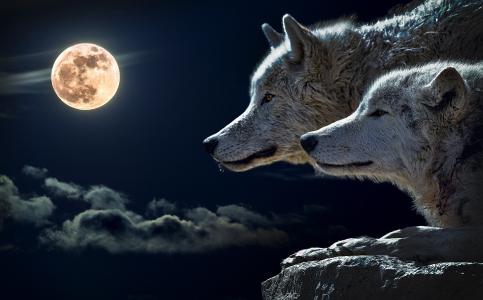 狼, 扭矩狼, 月亮, 云计算, 天空, 自然, 满月