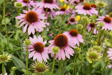 紫锥菊, 太阳帽子, 粉色, 开花, 绽放, 花, 植物区系