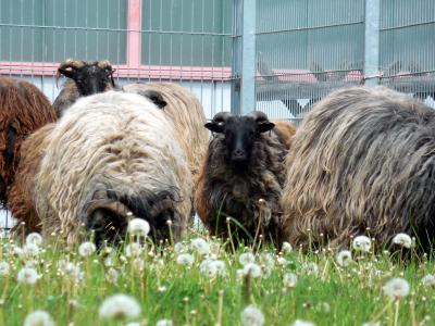 羊, 羊毛, 动物, 毛皮, 草甸, 蓬松, 头发