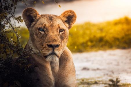 狮子, 母狮, 女性, 野生动物, 动物, 博茨瓦纳, 非洲