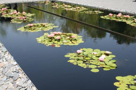 池塘, 花瓣, 百合, 绽放, 景观, 莉莉垫, 自然