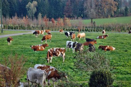 母牛, 牛群, 景观, 农业, 吃草, 牛
