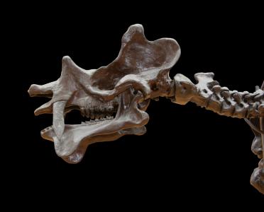 uintatherium, 头骨, 骨架, dinocerata, 史前时代, 恐龙, 哺乳动物