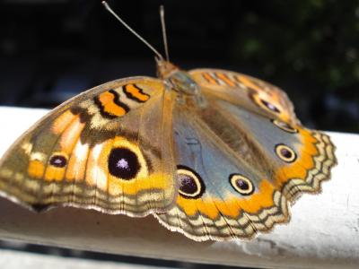 蝴蝶, 自然, 昆虫, 棕色