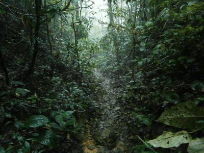 丛林, 雨, 热带, 线索, 徒步旅行, 雨林