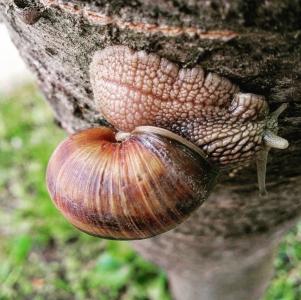 蜗牛, 自然, 宏观, 缓慢, 英寸, 蜗牛的壳, 木材