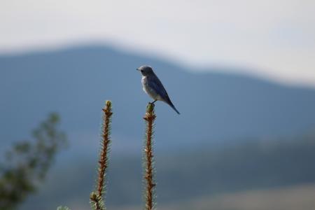 鸟, 自然, 蒙大拿州