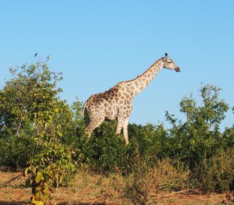 动物, 长颈鹿, 非洲, 动物, 自然, 国家公园