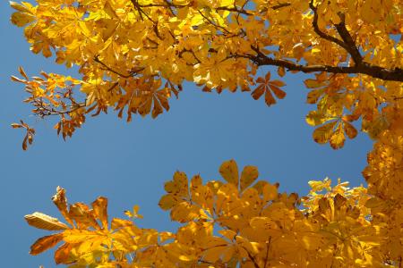 栗叶, 秋天, 秋天的颜色, 叶子, 树, 板栗, 板栗树