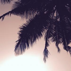 椰子树, 自然, 棕榈, 剪影, 天空, 树, 棕榈树