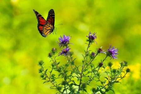 蝴蝶, 花, 植物, 布什, 自然, 户外, 美丽