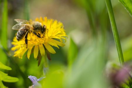 蜜蜂, 蒲公英, 花, 花粉, 蜂蜜蜂, 关闭, 开花