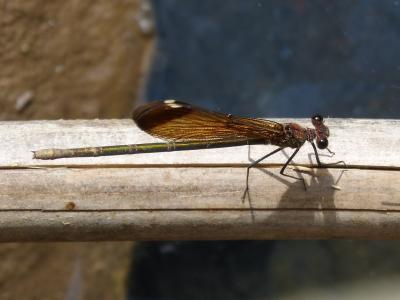 黑蜻蜓, 甘蔗, 湿地, 彩虹, 有翅膀的昆虫, calopteryx haemorrhoidalis