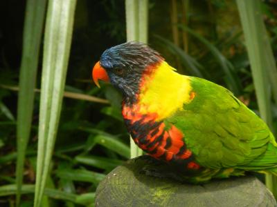 鸟, 瓜德罗普岛, 热带, 一种动物, 彩虹澳洲鹦鹉, 动物主题, 自然