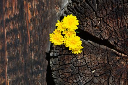 菊花, 黄色, 木材, 背景, 自然, 木材-材料