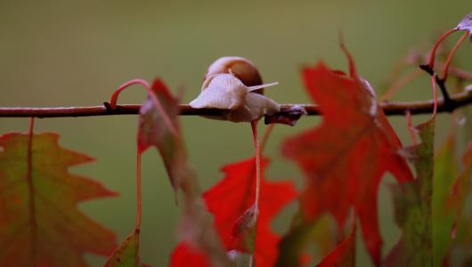 蜗牛, 叶子, 红色, 秋天, 雨, 自然, 壳