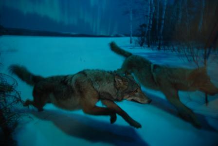 狼, 晚上, 月亮, 嚎叫 》, 嚎叫, 捕食者, 野生动物