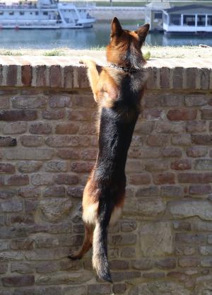 狗, 德国牧羊犬, 宠物, 有趣, 动物, 墙上, 好奇心