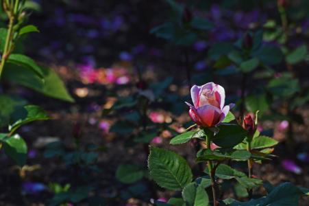 粉红色的玫瑰, 芝加哥植物园, 花, 自然, 粉色, 颜色, 叶