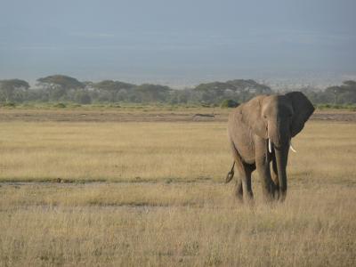 大象, 肯尼亚, 非洲, 野生动物, 萨凡纳, 野生动物园, 自然