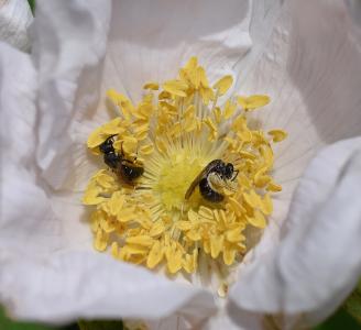 黄蜂在玫瑰色, 黄蜂, scolia 黄蜂, 传粉者, 昆虫, 动物, 花