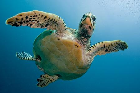 海龟, 龟, 海, 浸泡, 深, maldivi, 水下