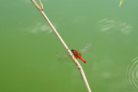 红蜻蜓, 昆虫, 野生动物摄影