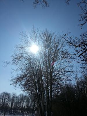 树, 冬日的阳光, 景观, 太阳, 自然, 冬天, 天空