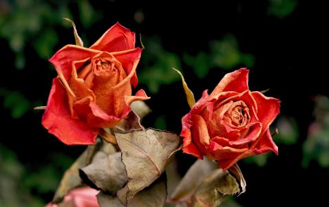 玫瑰, 花, 干, 红玫瑰, 开花, 绽放, 自然