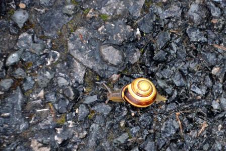 蜗牛, 慢慢地, 壳, 自然, 动物, 爬网